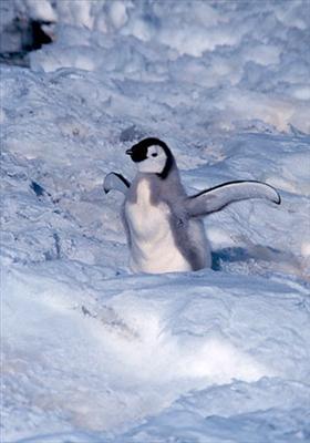 Penguin