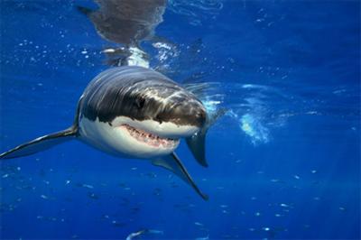 Great White Shark