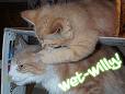 Wet Willy