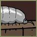 Bordois (the woodlouse)