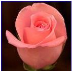 Pembe gül