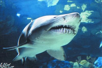 The Adventure Aquarium