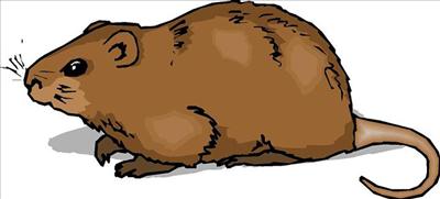 Hamster
