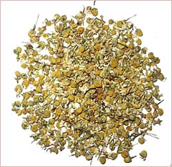 Chamomile (Egyptian)