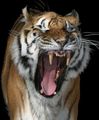 Garang macam Pak Rimau