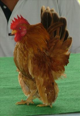 Comel mcm Ayam Serama