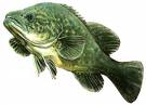 COD