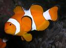 Clown Fish