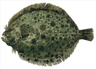 Flat Fish