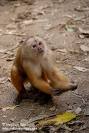 Send a Monkey