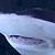 Shark!!