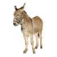 Donkey!!