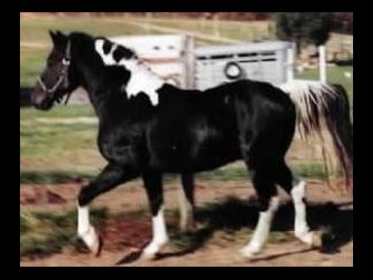 American Gaited Pony