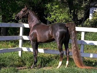 American Saddle Horse
