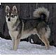 Alaskan Klee Kai