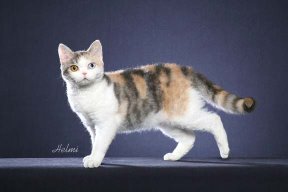 American Wirehair