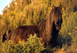 Asturian