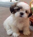 toy poodle