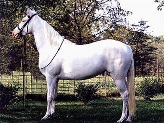 American Albino