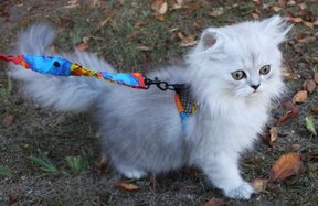 Miniature Cat