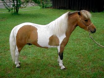 American Miniature