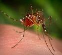 Georgia Mosquitoes