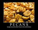 Georgia Pecans