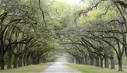 Georgia Oak Trees
