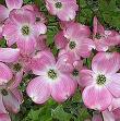 Georgia Dogwood Trees