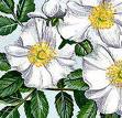 Georgia State Flower - Cherokee Rose