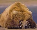 Kodiak Bear