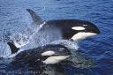 Orca