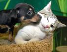 Kitten and Puppy