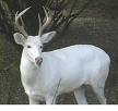 Albino Buck