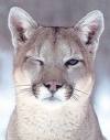 Winking Cougar