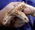 Two-headed Snake