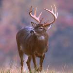 King Jr. Buck