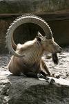 Ibex