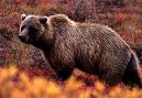 Grizzly