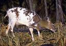 PieBull Deer