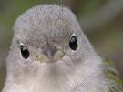 Big-Head Bird