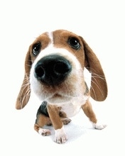 werid dog