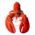lobster