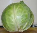 cabbage