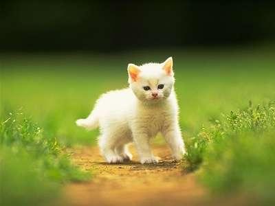 yavru kedi