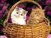 kedi