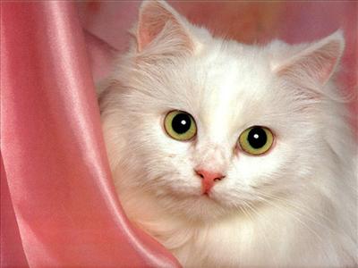 pembeli kedi