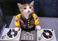 kedi
