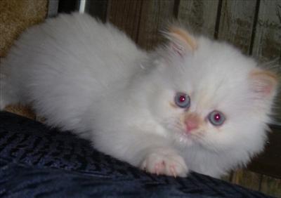 kedi