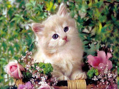 tekir kedi